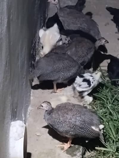 Gena fowl tetri