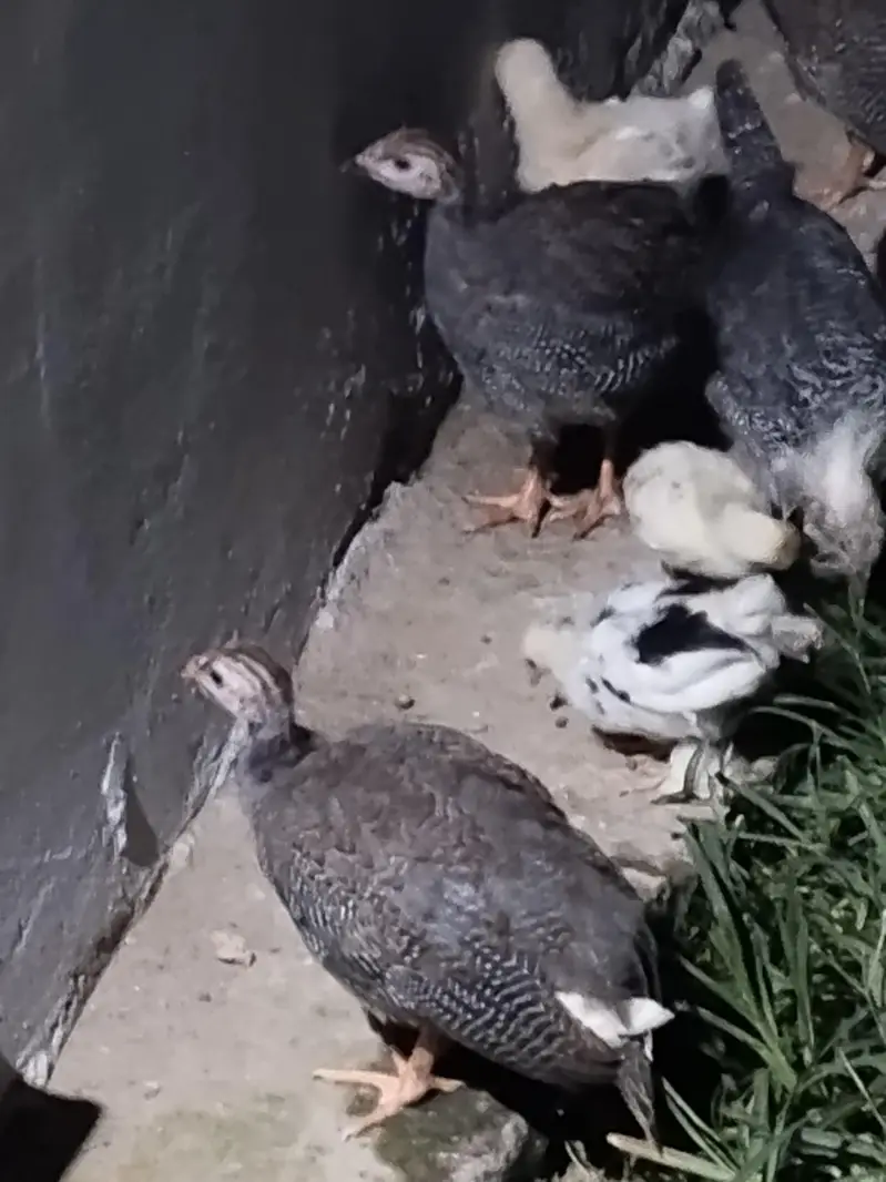 Gena fowl tetri — photo 2