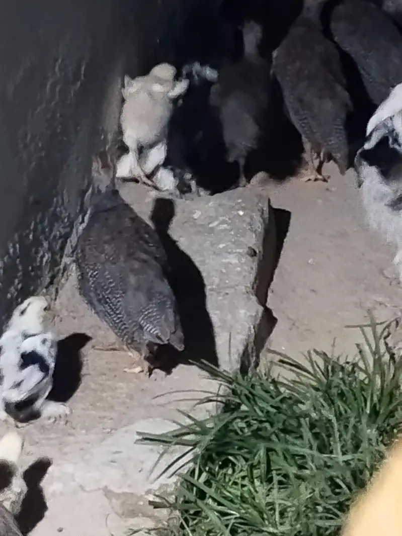Gena fowl tetri — photo 4