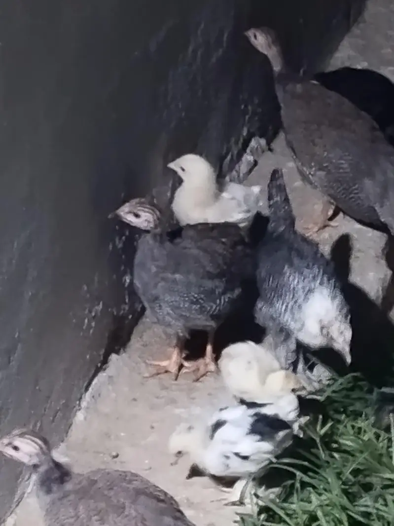 Gena fowl tetri — photo 6