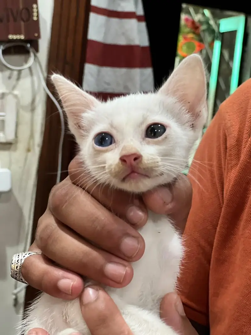 3 kittens 1 male and 2 female's — photo 4