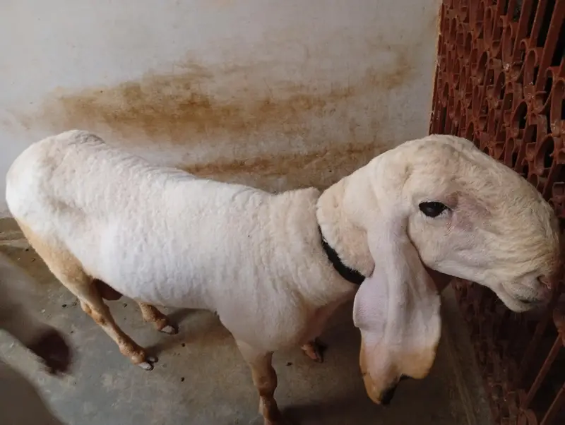 sheep khajla — photo 3
