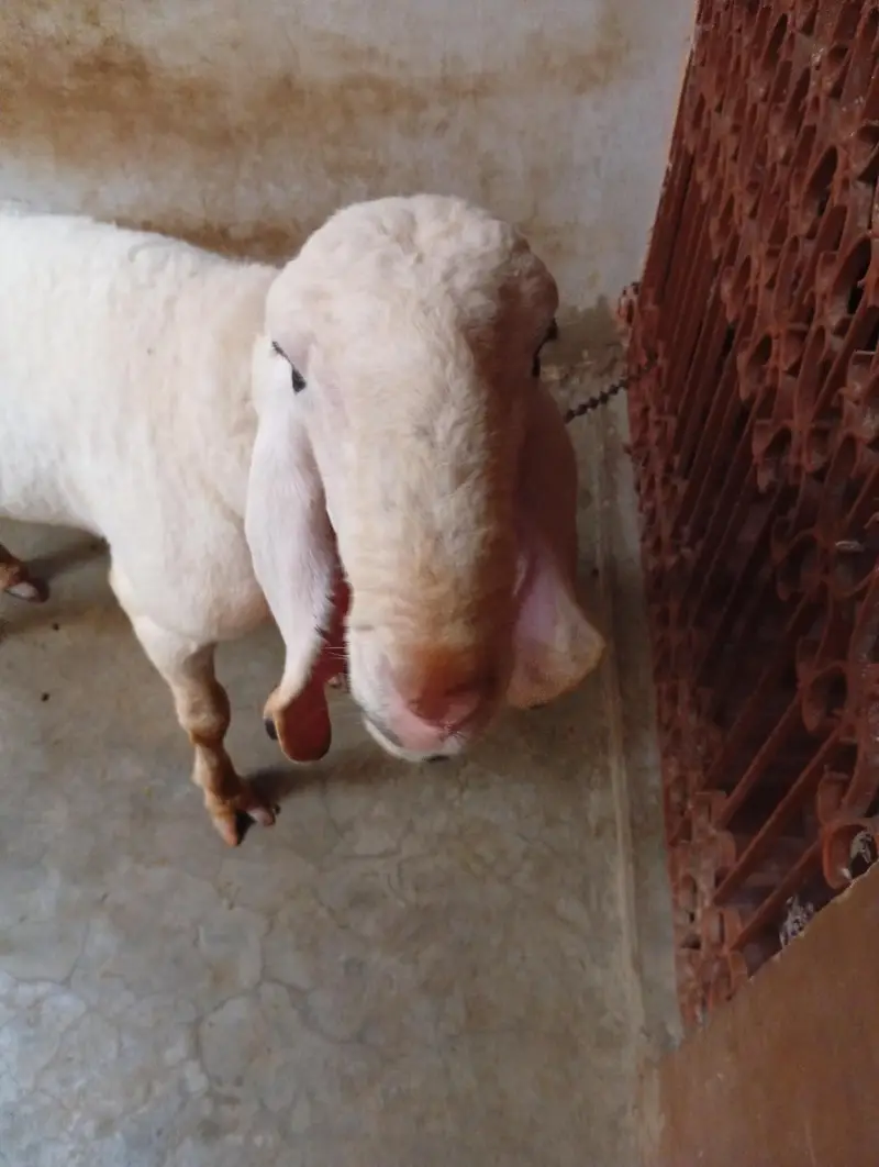 sheep khajla — photo 4