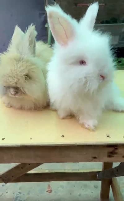 Rabbits
