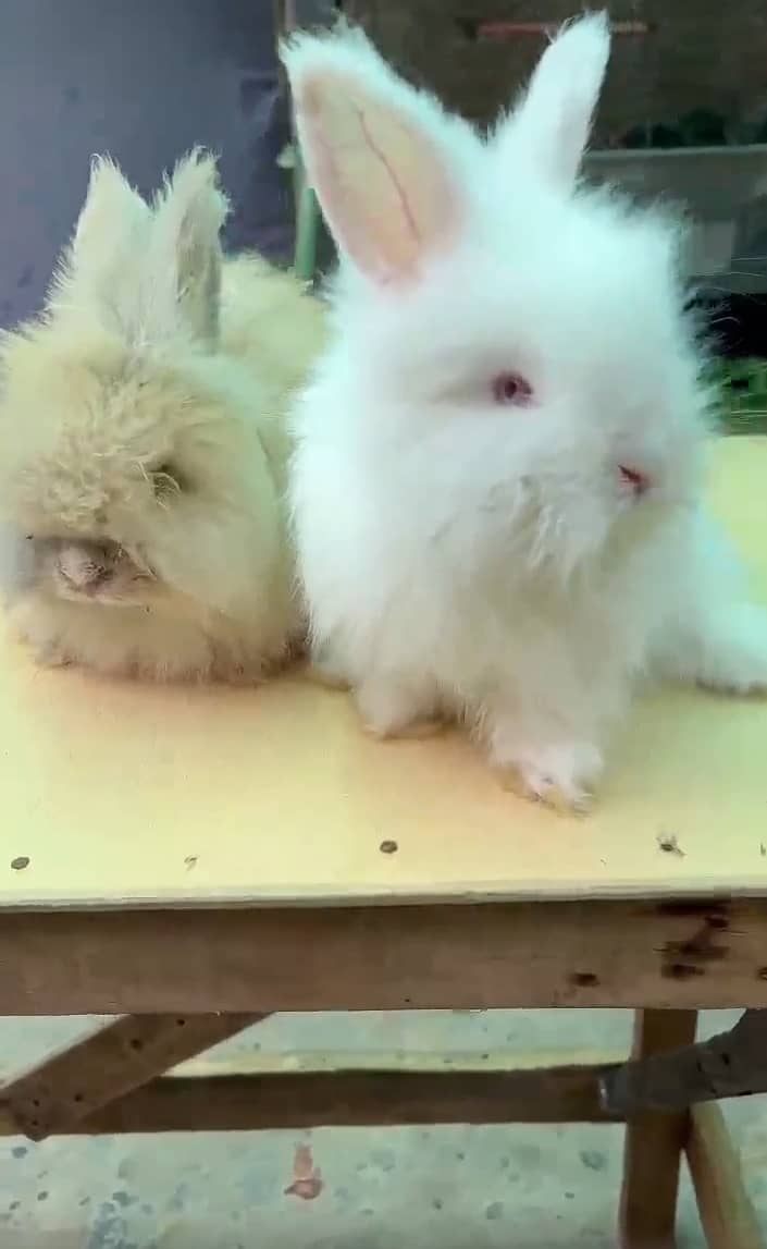 Rabbits 0