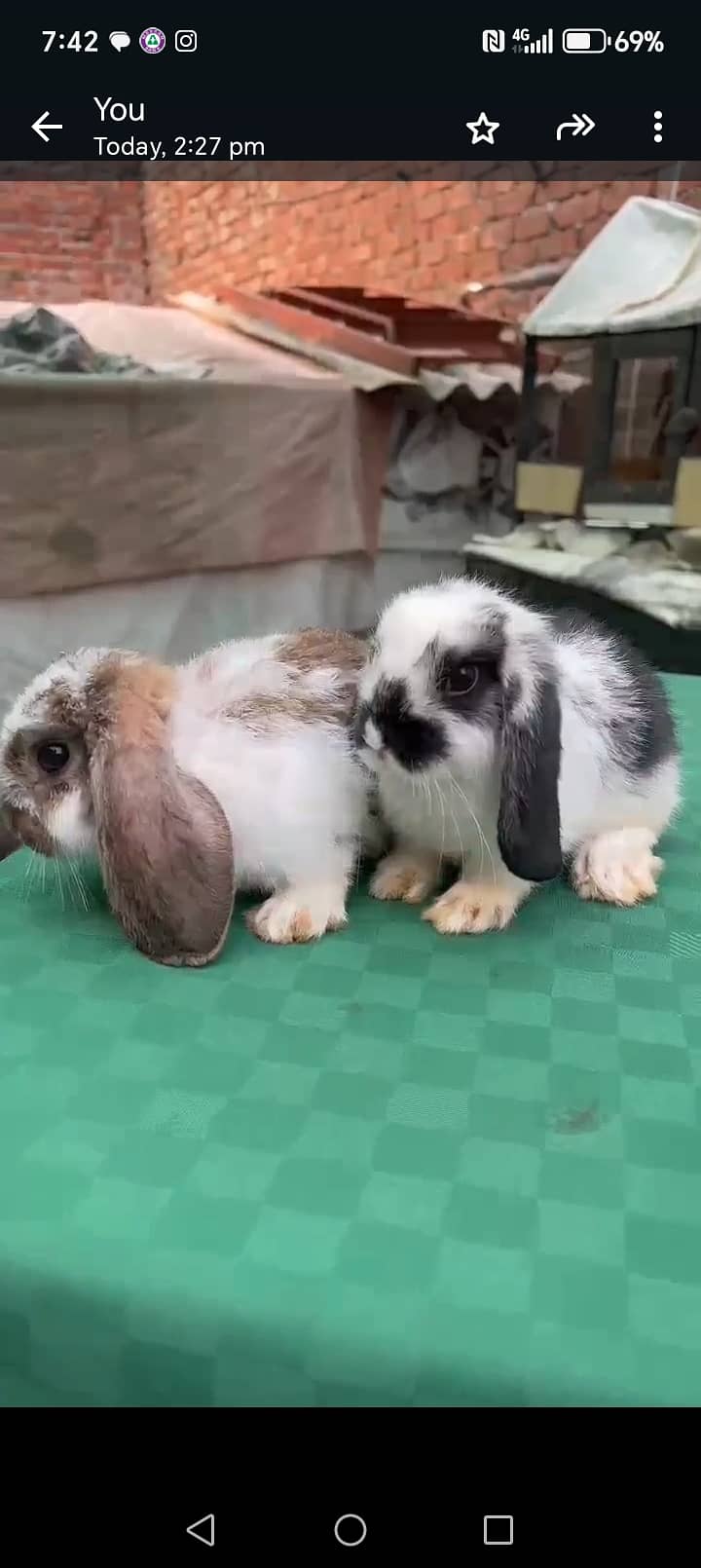 Rabbits 1