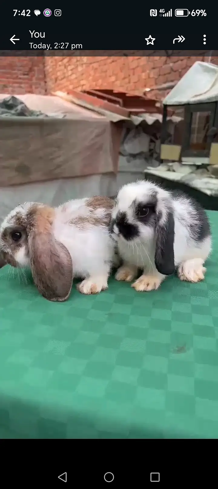 Rabbits — photo 4