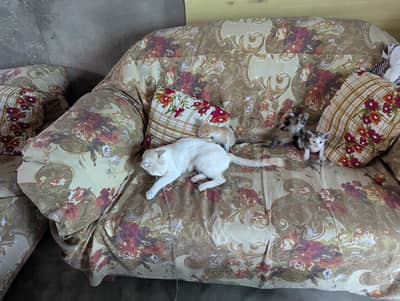 Healthy Domestic Shorthair Kittens for Sale | Home Raised Baby Cats