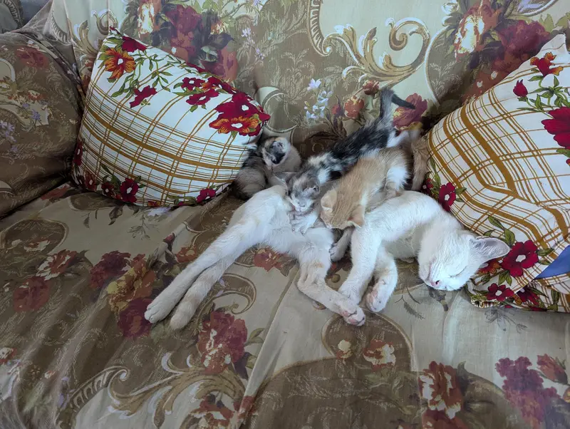 Healthy Domestic Shorthair Kittens for Sale | Home Raised Baby Cats — photo 2