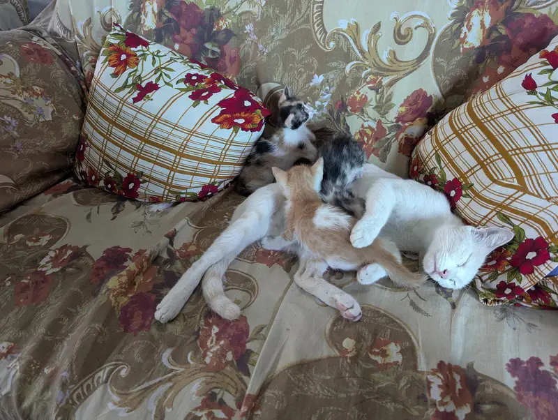 Healthy Domestic Shorthair Kittens for Sale | Home Raised Baby Cats — photo 3