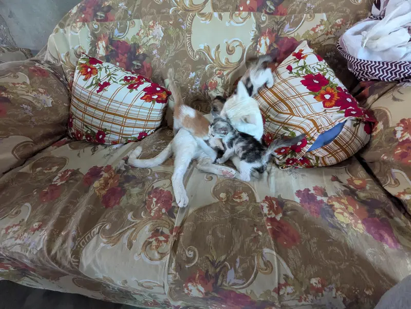 Healthy Domestic Shorthair Kittens for Sale | Home Raised Baby Cats — photo 4
