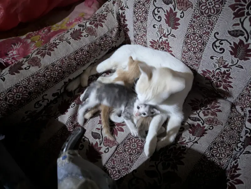 Healthy Domestic Shorthair Kittens for Sale | Home Raised Baby Cats — photo 5