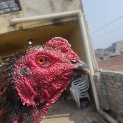 burmixvietxhint murg h long hight me