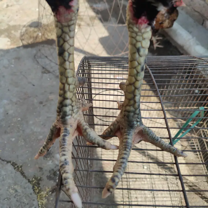 burmixvietxhint murg h long hight me — photo 4
