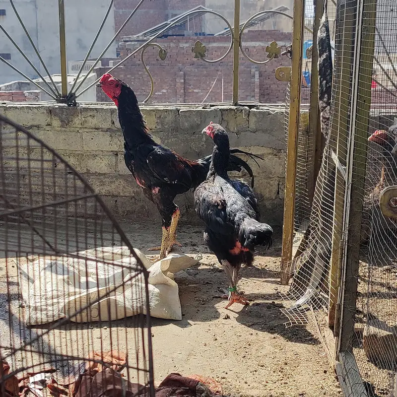 burmixvietxhint murg h long hight me — photo 5
