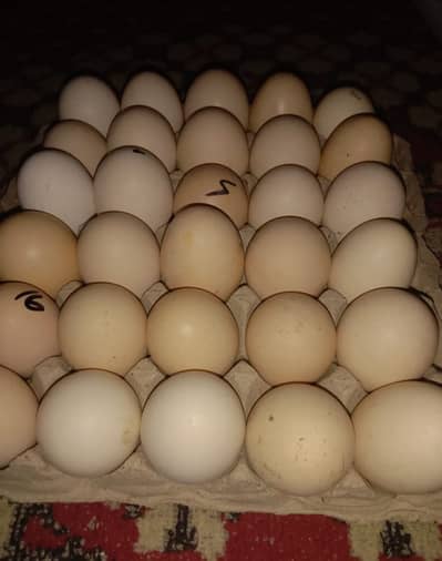 eggs | desi eggs | brown eggs | Organic Eggs | Fresh Organic Eggs