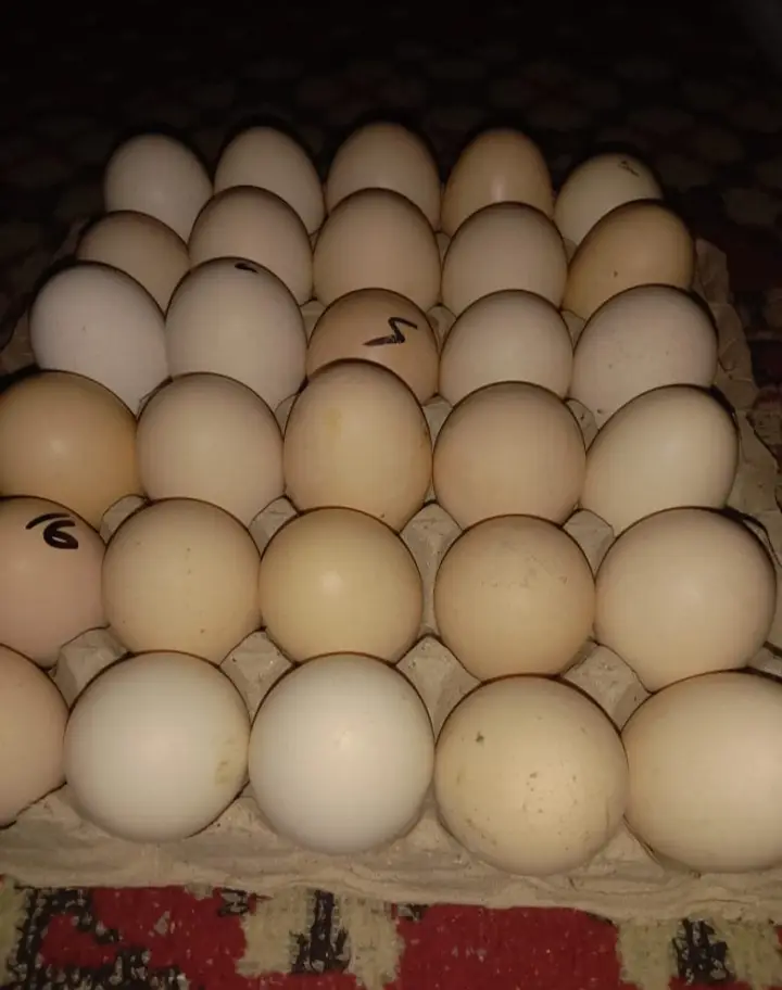 eggs | desi eggs | brown eggs | Organic Eggs | Fresh Organic Eggs