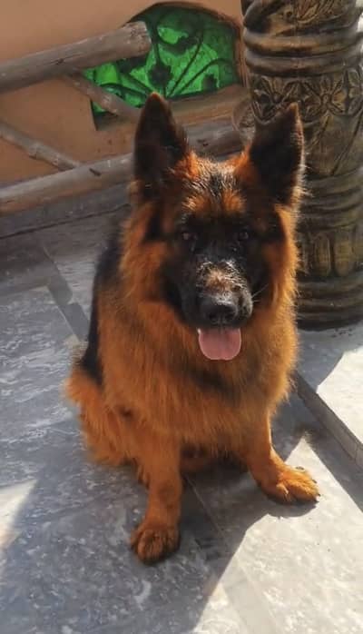 Pedigreed Show Quality Stud Male for Sale