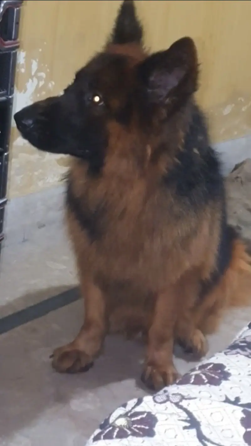 Pedigreed Show Quality Stud Male for Sale — photo 4
