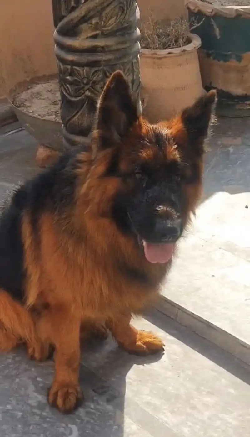 Pedigreed Show Quality Stud Male for Sale — photo 5