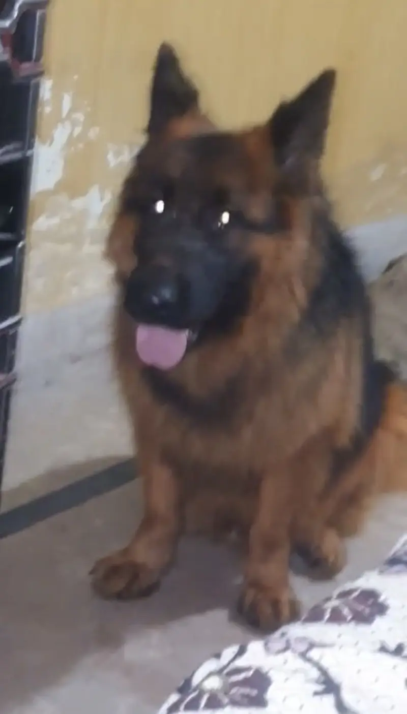 Pedigreed Show Quality Stud Male for Sale — photo 6