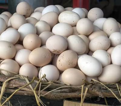 Desi Eggs