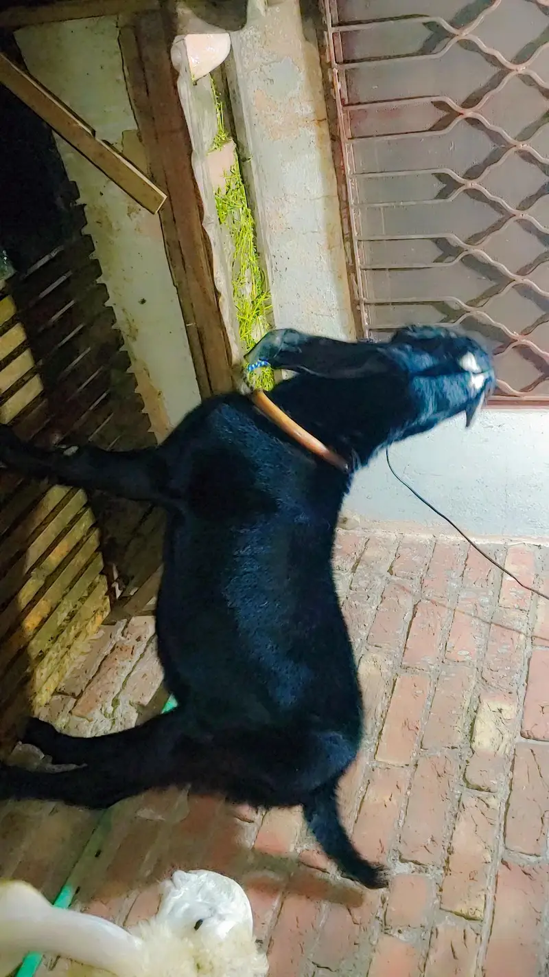 Bitall bakra for sel full active with eyes