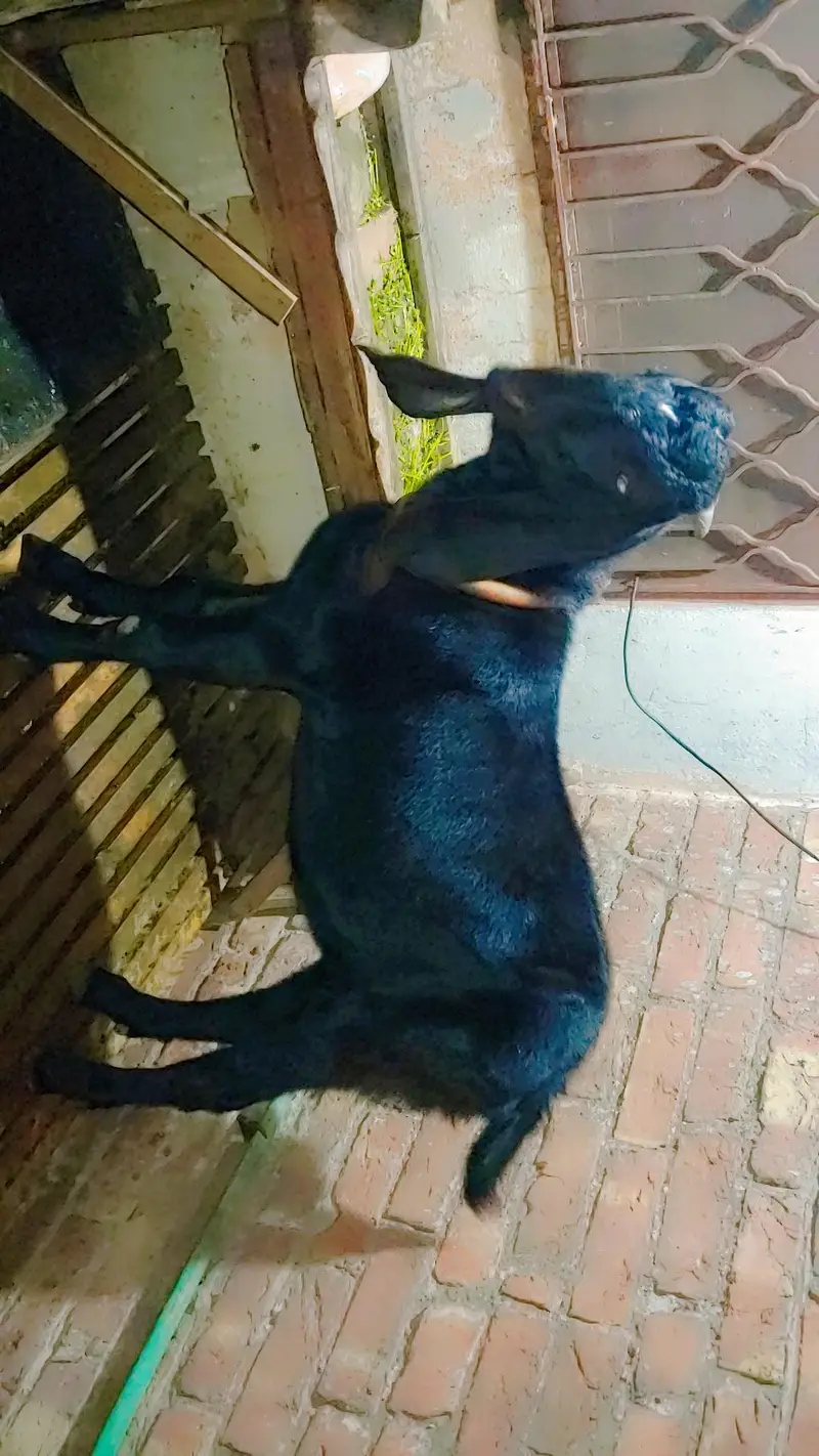 Bitall bakra for sel full active with eyes — photo 2