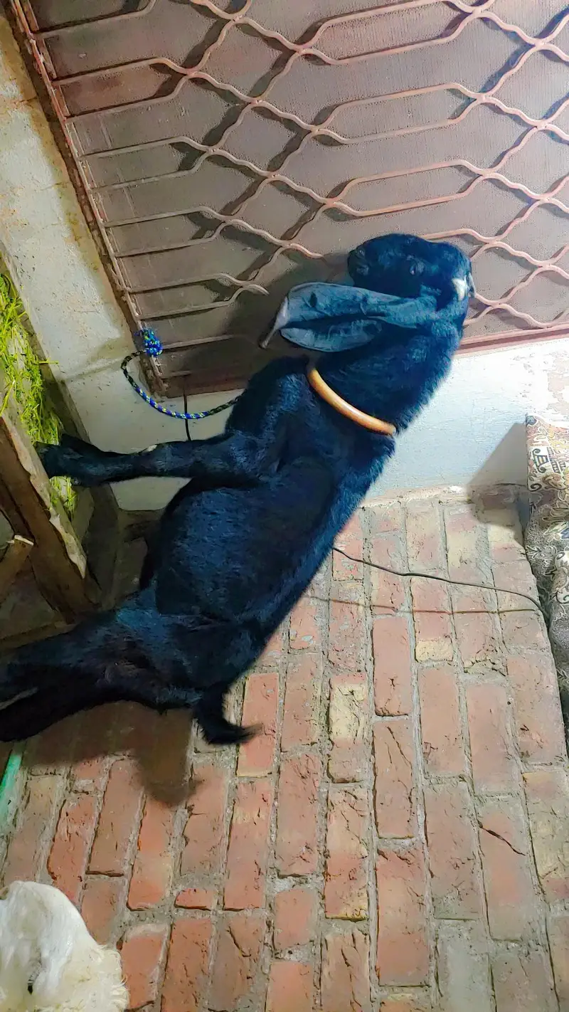 Bitall bakra for sel full active with eyes — photo 3