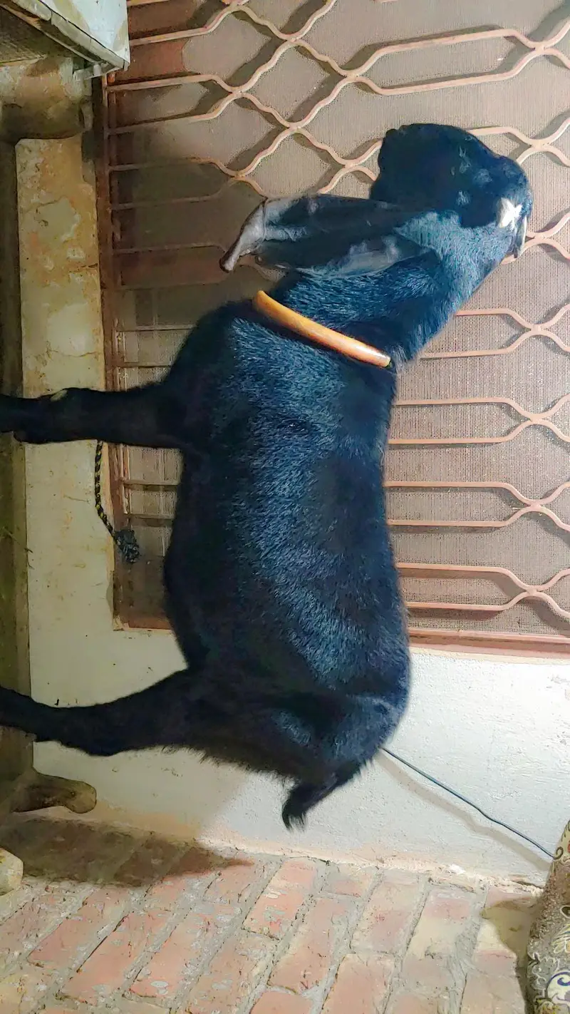 Bitall bakra for sel full active with eyes — photo 4
