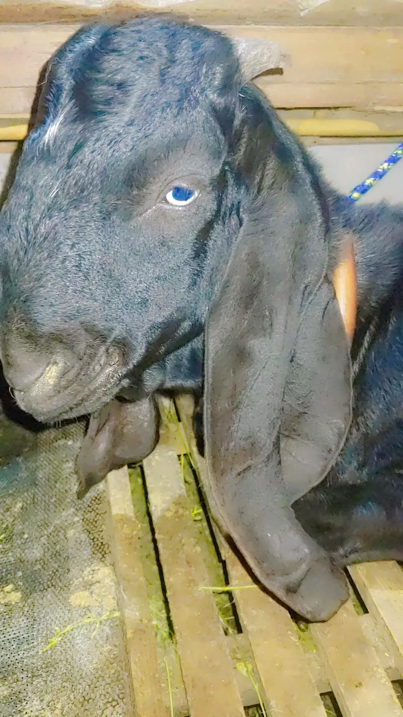 Bitall bakra for sel full active with eyes — photo 5