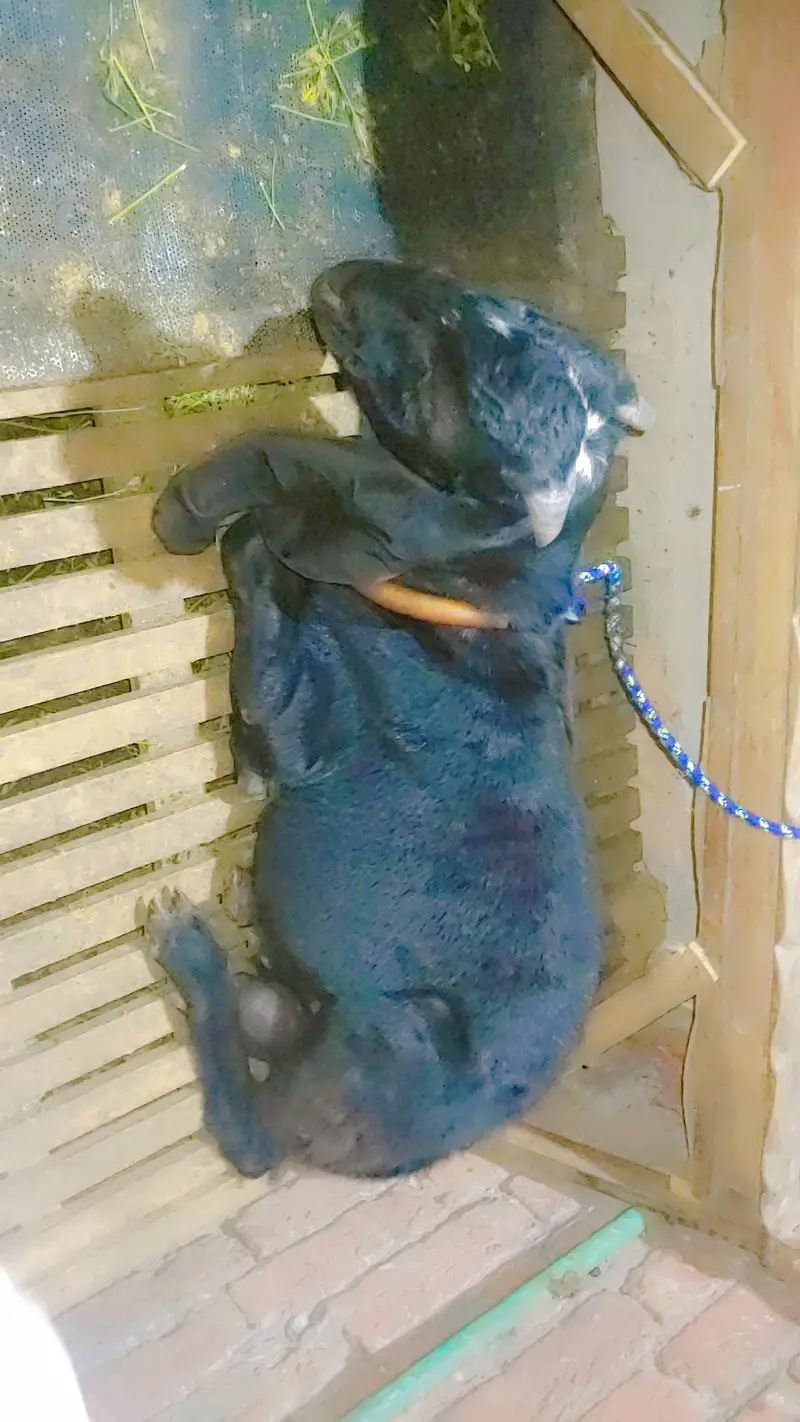 Bitall bakra for sel full active with eyes — photo 6
