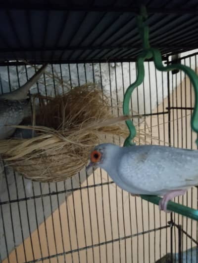 diamond dove pair 1 male/3 female