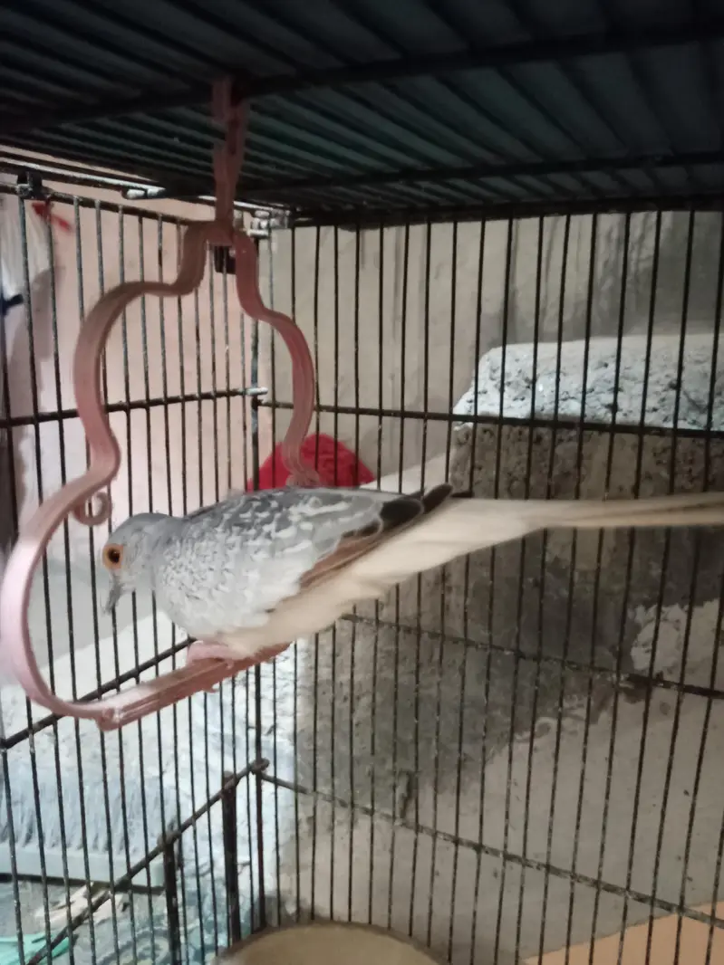 diamond dove pair 1 male/3 female — photo 2