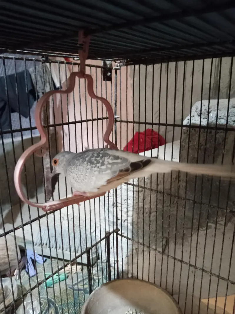 diamond dove pair 1 male/3 female — photo 11