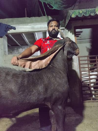 sindhi kaamori breder