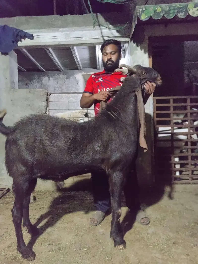 sindhi kaamori breder — photo 2