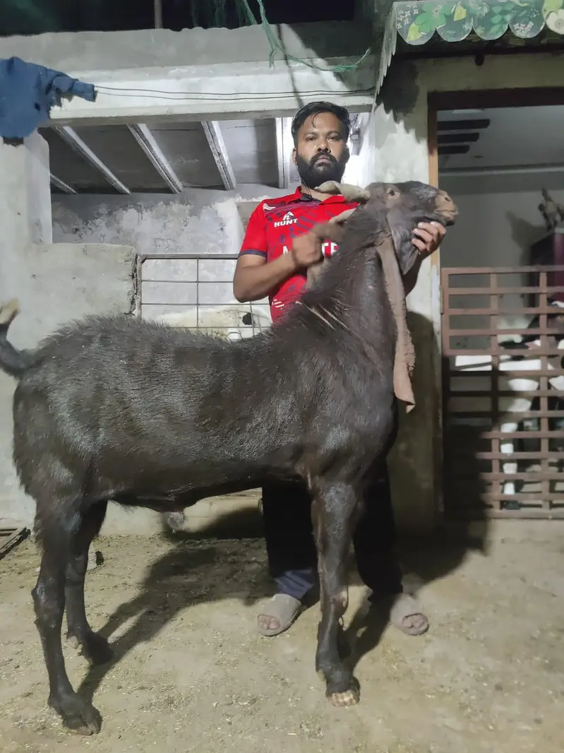 sindhi kaamori breder — photo 3