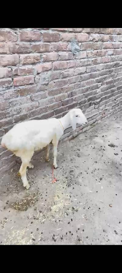 Animal