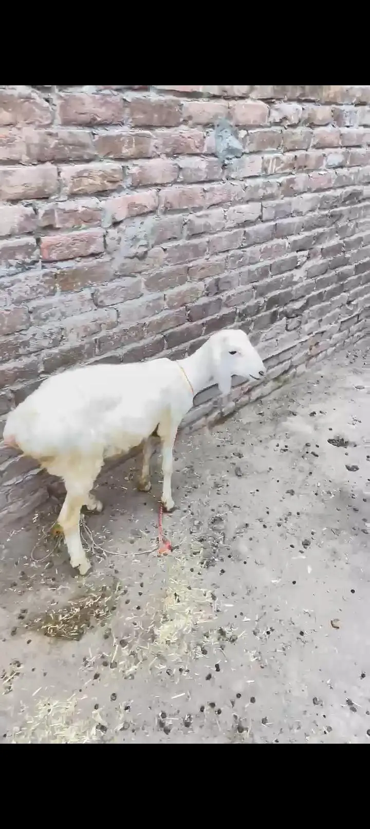 Animal