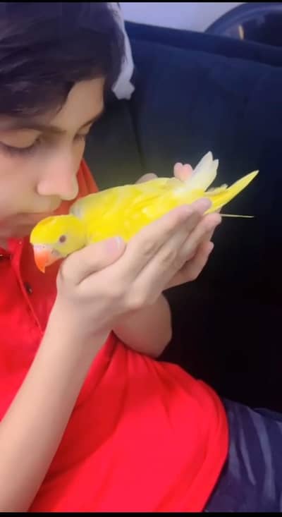 yellow ring neck