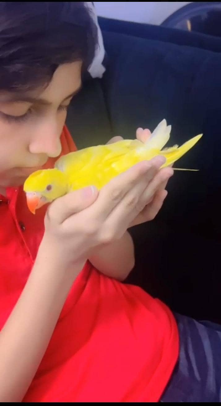 yellow ring neck 0
