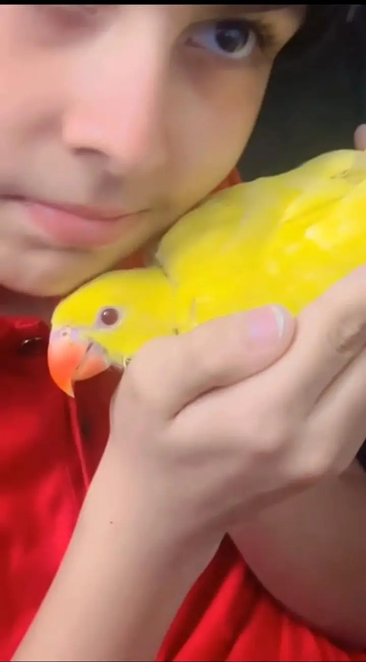 yellow ring neck — photo 2