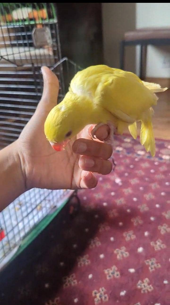 yellow ring neck 2