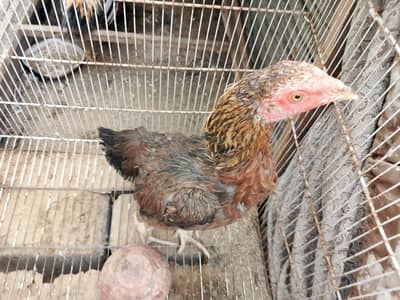 selling hens