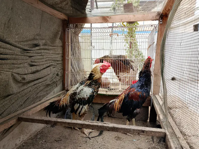 selling hens — photo 2