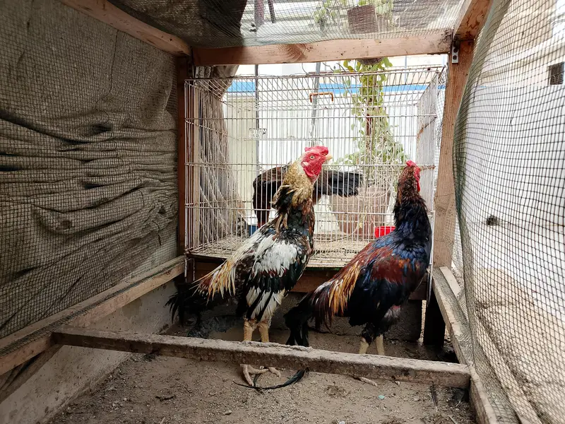 selling hens — photo 3