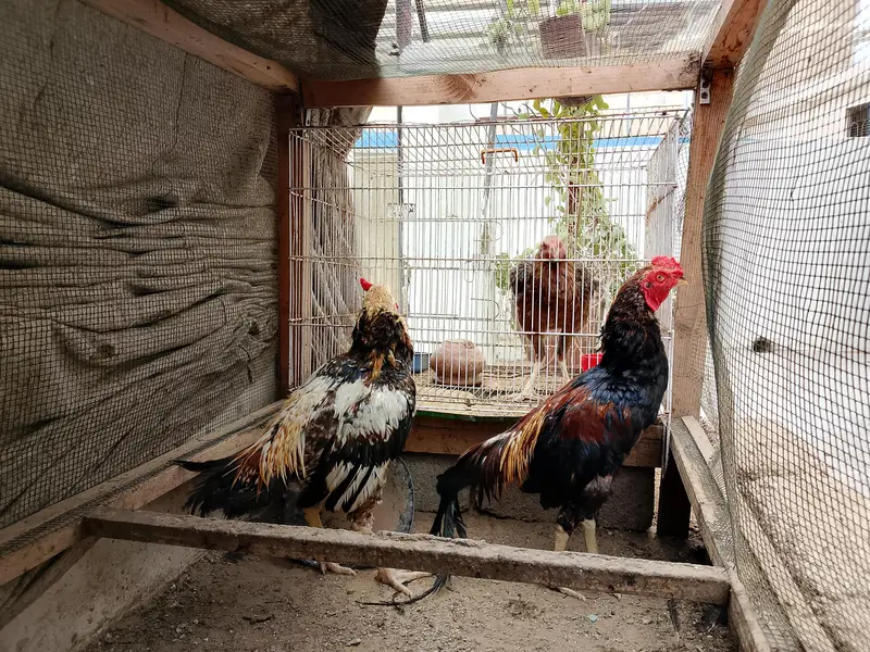 selling hens — photo 4