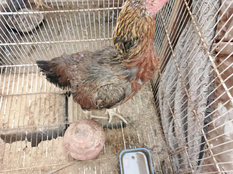 selling hens — photo 5