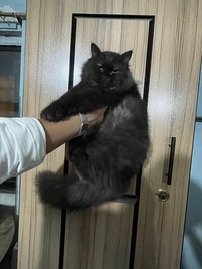 PURE PERSIAN TRIPLE COAT BLACK KITTEN ‍